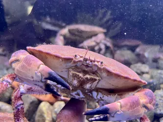 Kabelvåg, Norway – Apple iPhone 13