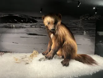 Rovaniemi, Finland – Apple iPhone 13