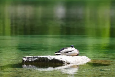 Kranjska Gora, Slovenia – SONY ZV-E10 – Sony FE 70-300mm F4.5-5.6 G OSS