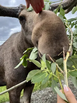 Dale, Norway – Apple iPhone 13
