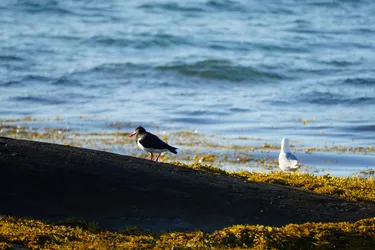 SONY ZV-E10 – Sony FE 70-300mm F4.5-5.6 G OSS