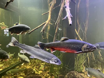 Kabelvåg, Norway – Apple iPhone 13