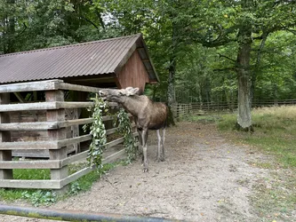 Photo from trip Białowieża National Park