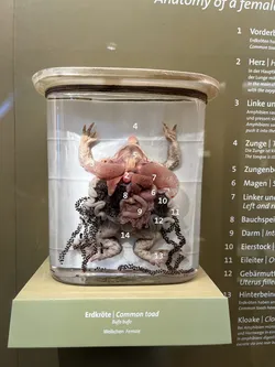 Vienna, Austria – Apple iPhone 13