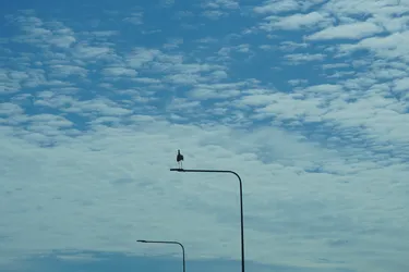 Raseiniai, Lithuania – SONY ZV-E10 – Sony FE 70-300mm F4.5-5.6 G OSS