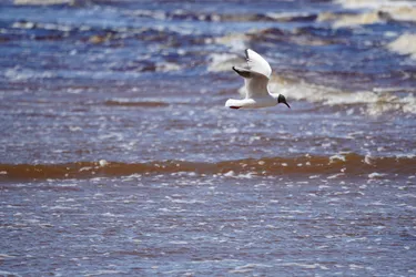 SONY ZV-E10 – Sony FE 70-300mm F4.5-5.6 G OSS