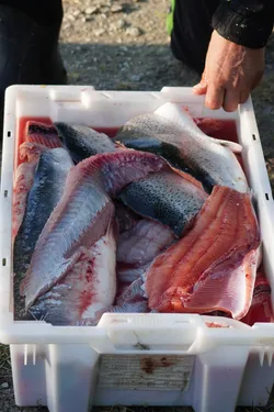 SONY ZV-E10 – Sony FE 70-300mm F4.5-5.6 G OSS