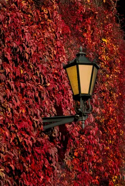 Favorite photo from trip Toruń