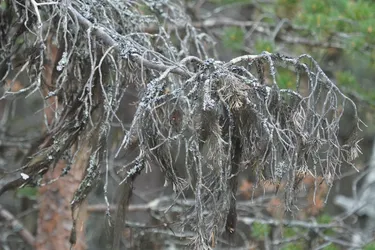 Inari, Finland – SONY ZV-E10 – Sony FE 70-300mm F4.5-5.6 G OSS