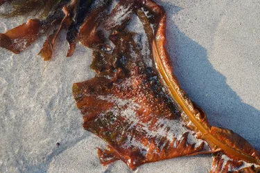 Ramberg, Norway – SONY ZV-E10 – Sony FE 70-300mm F4.5-5.6 G OSS