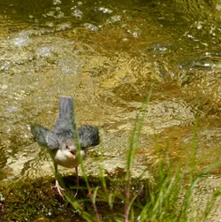 Blejska Dobrava, Slovenia – SONY ZV-E10 – FE 70-300mm F4.5-5.6 G OSS