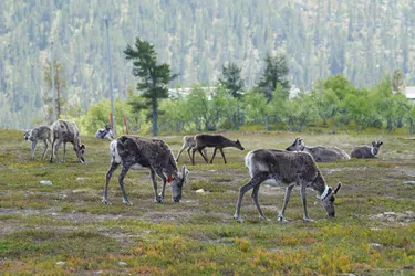 Ivalo, Finland – SONY ZV-E10 – Sony FE 70-300mm F4.5-5.6 G OSS