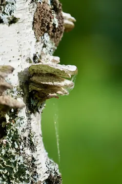 Keminmaa, Finland – SONY ZV-E10 – FE 70-300mm F4.5-5.6 G OSS