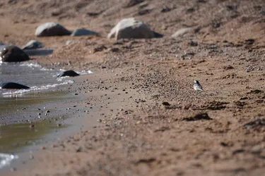 SONY ZV-E10 – Sony FE 70-300mm F4.5-5.6 G OSS