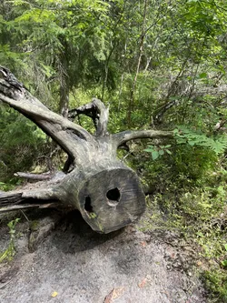 Susiec, Poland – Apple iPhone 12