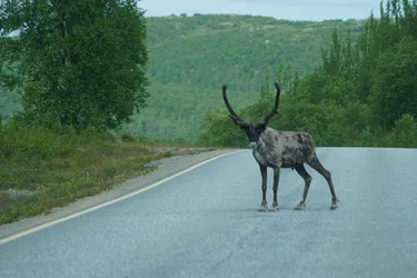 Utsjoki, Finland – SONY ZV-E10 – Sony FE 70-300mm F4.5-5.6 G OSS