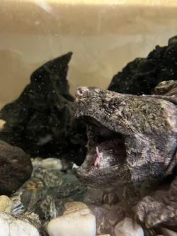 Niegowa, Poland – Apple iPhone 13