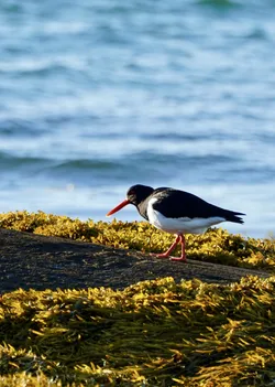 SONY ZV-E10 – FE 70-300mm F4.5-5.6 G OSS