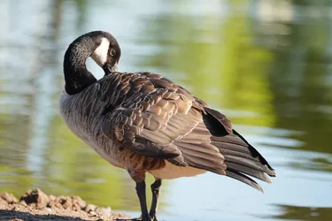 Hollola, Finland – SONY ZV-E10 – Sony FE 70-300mm F4.5-5.6 G OSS