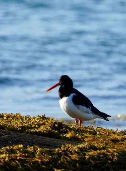 SONY ZV-E10 – FE 70-300mm F4.5-5.6 G OSS