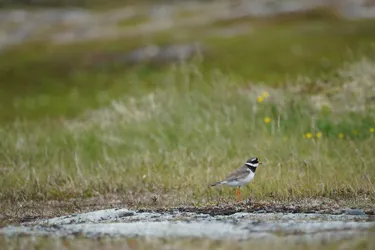 Vardø, Norway – SONY ZV-E10 – Sony FE 70-300mm F4.5-5.6 G OSS