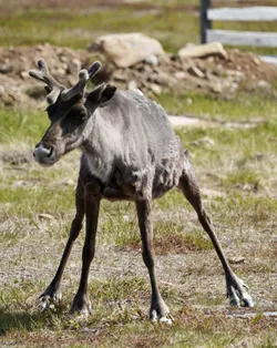 Ivalo, Finland – SONY ZV-E10 – FE 70-300mm F4.5-5.6 G OSS