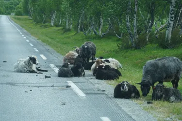 SONY ZV-E10 – Sony FE 70-300mm F4.5-5.6 G OSS