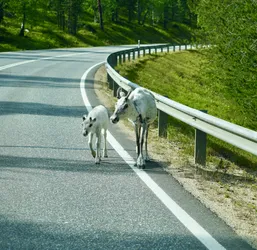 Ivalo, Finland – SONY ZV-E10 – FE 70-300mm F4.5-5.6 G OSS