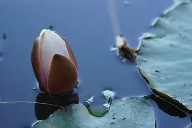 SONY ZV-E10 – Sony FE 70-300mm F4.5-5.6 G OSS