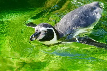 Vienna, Austria – SONY ZV-E10 – FE 70-300mm F4.5-5.6 G OSS