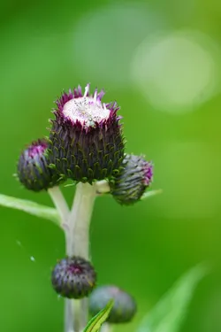 Keminmaa, Finland – SONY ZV-E10 – Sony FE 70-300mm F4.5-5.6 G OSS