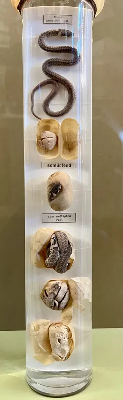 Vienna, Austria – Apple iPhone 13