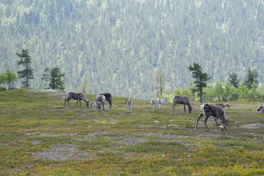 Ivalo, Finland – SONY ZV-E10 – Sony FE 70-300mm F4.5-5.6 G OSS