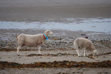 Vardø, Norway – SONY ZV-E10 – Sony FE 70-300mm F4.5-5.6 G OSS