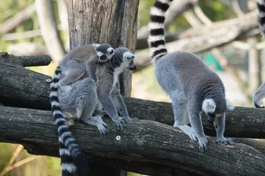 Vienna, Austria – SONY ZV-E10 – Sony FE 70-300mm F4.5-5.6 G OSS