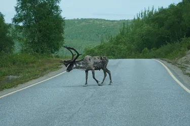 Utsjoki, Finland – SONY ZV-E10 – Sony FE 70-300mm F4.5-5.6 G OSS