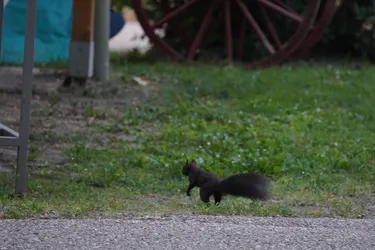 Tulln, Austria – SONY ZV-E10 – Sony FE 70-300mm F4.5-5.6 G OSS