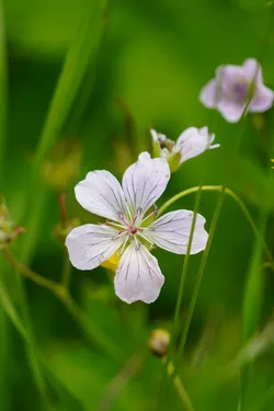 Keminmaa, Finland – SONY ZV-E10 – Sony FE 70-300mm F4.5-5.6 G OSS