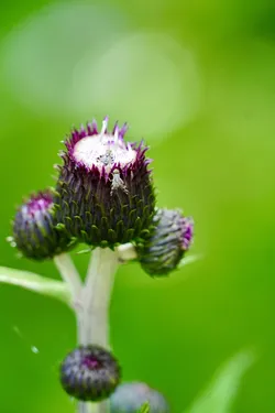 Keminmaa, Finland – SONY ZV-E10 – FE 70-300mm F4.5-5.6 G OSS