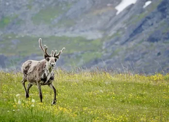 SONY ZV-E10 – FE 70-300mm F4.5-5.6 G OSS