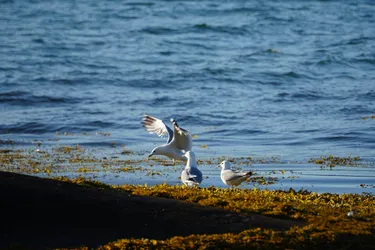 SONY ZV-E10 – Sony FE 70-300mm F4.5-5.6 G OSS