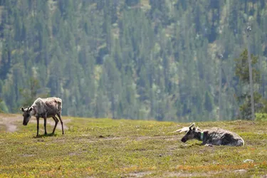 Ivalo, Finland – SONY ZV-E10 – Sony FE 70-300mm F4.5-5.6 G OSS