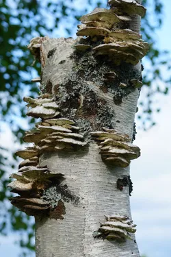 Keminmaa, Finland – SONY ZV-E10 – Sony FE 70-300mm F4.5-5.6 G OSS