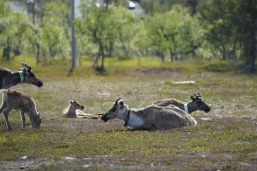 Ivalo, Finland – SONY ZV-E10 – Sony FE 70-300mm F4.5-5.6 G OSS