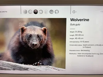 Rovaniemi, Finland – Apple iPhone 13