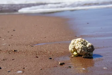 SONY ZV-E10 – Sony FE 70-300mm F4.5-5.6 G OSS