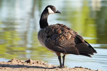 Hollola, Finland – SONY ZV-E10 – Sony FE 70-300mm F4.5-5.6 G OSS