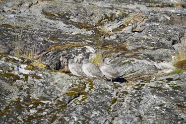 SONY ZV-E10 – FE 70-300mm F4.5-5.6 G OSS