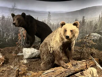 Rovaniemi, Finland – Apple iPhone 13