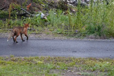 SONY ZV-E10 – Sony FE 70-300mm F4.5-5.6 G OSS